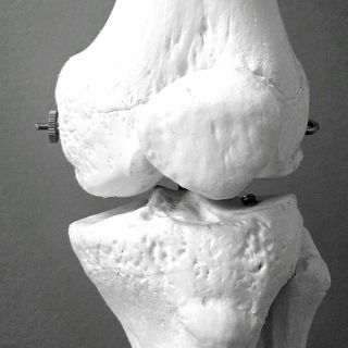 Regeneruje chrząstkę stawową